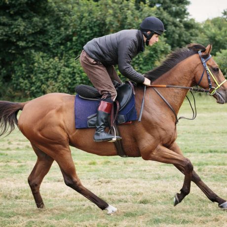 cavalo-marrom-galope-através-de-campo-XXA923L.jpg